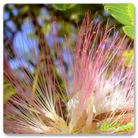 Drzewo jedwabne - chińskie drzewo szczęścia (Albizia julibrissin)